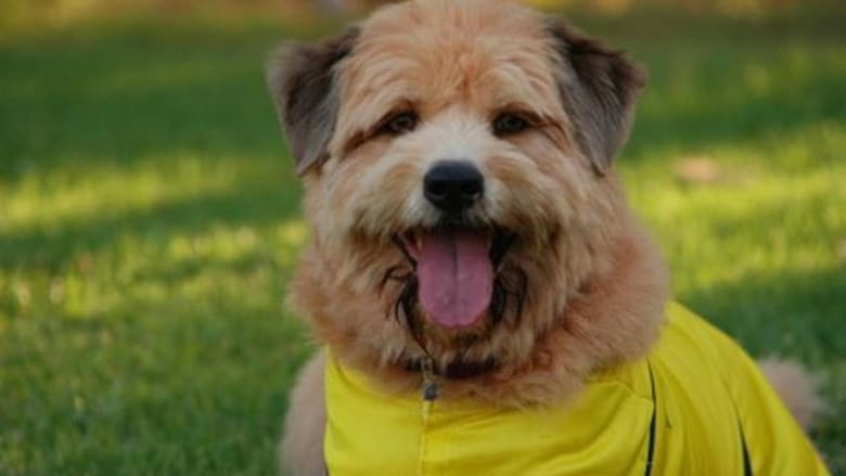 Soccer Dog 2: European Cup