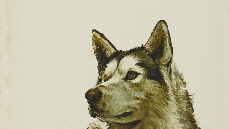 Nikki, Wild Dog of the North